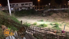 فيديو: الهيئة الاسلامية وشباب يافا يشكلون دوريات لحراسة مقبرة الاسعاف 